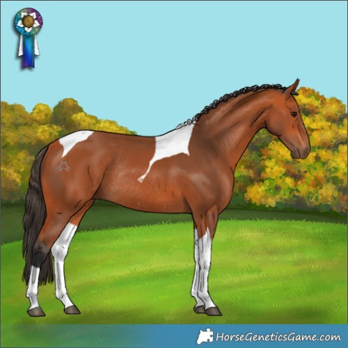 Horse Color:Bay Tobiano Rabicano