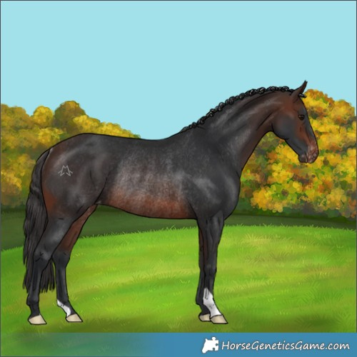Horse Color:Brown Varnish Rabicano