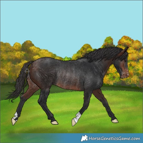 Horse Color:Brown Appaloosa Rabicano 