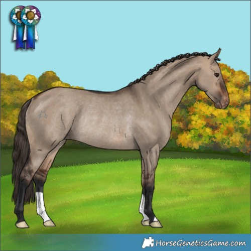 Horse Color:Brown Dun Appaloosa Rabicano