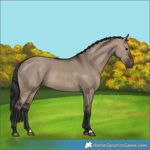 Horse Color:Brown Dun Rabicano
