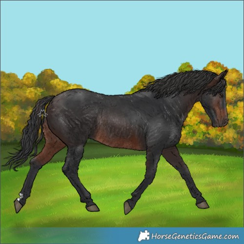 Horse Color:Brown Rabicano 