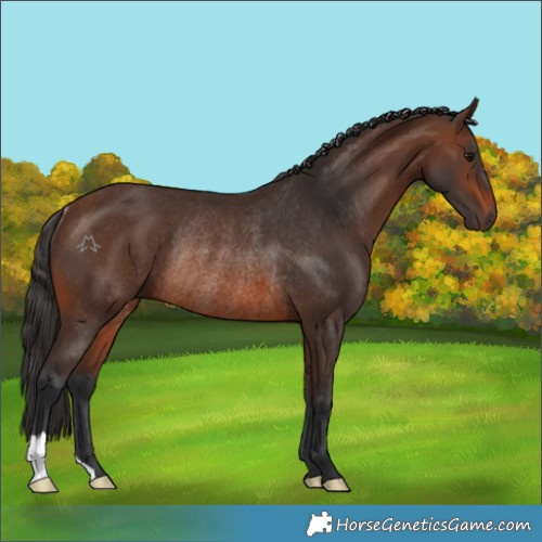 Horse Color:Brown Rabicano