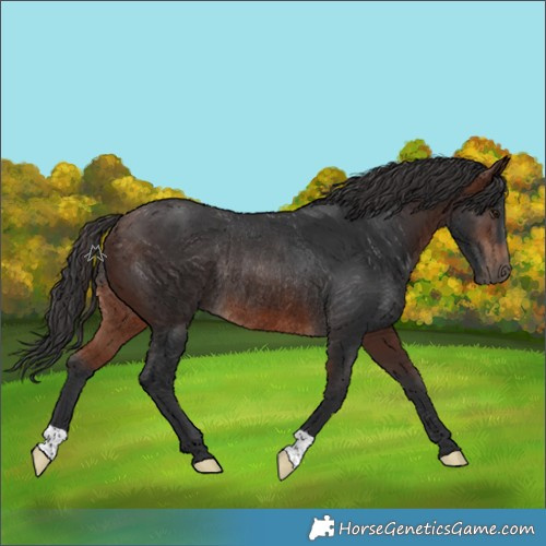 Horse Color:Brown Rabicano 