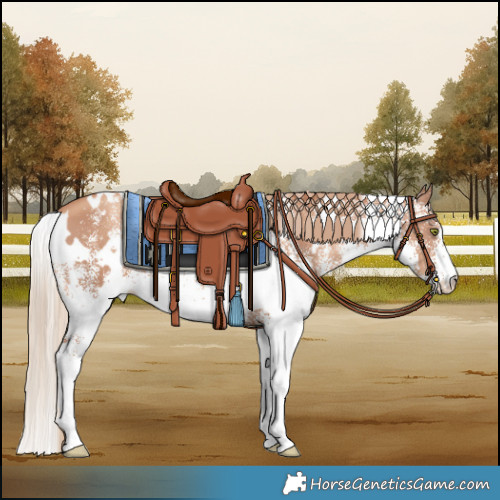 Horse Color:White Spotted Gold Champagne 