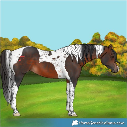 Horse Color:Brown Tobiano 
