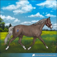 Horse Color:Silver Black