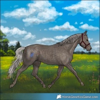 Horse Color:Silver Black