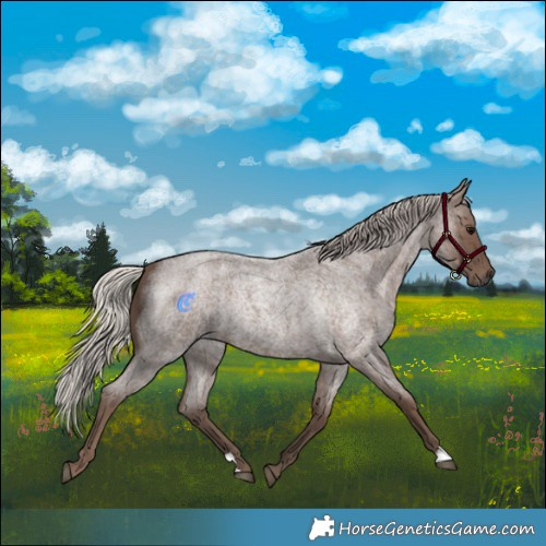 Horse Color:Silver Blue Roan 