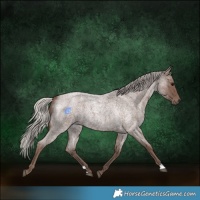 Horse Color:Silver Blue Roan 