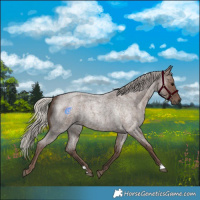 Horse Color:Silver Blue Roan 