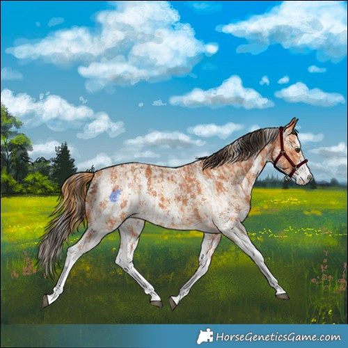 Horse Color:Red Dun Roan Splash Frame Rabicano  and Bay Sabino 