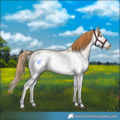 Horse Color:Red Dun Roan Splash Frame Rabicano 