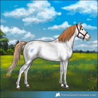 Horse Color:Red Dun Roan Splash Frame Rabicano