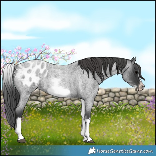 Horse Color:White Spotted Blue Roan Splash Frame Blanket