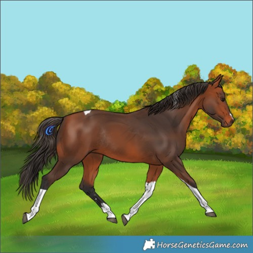Horse Color:Bay Tobiano Rabicano 