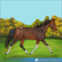 Horse Color:Bay Tobiano Rabicano