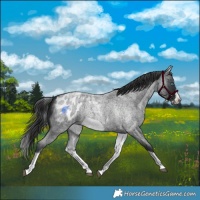 Horse Color:White Spotted Blue Roan Splash Frame Blanket 