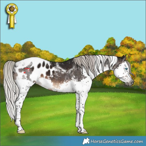 Horse Color:Gray Silver Brown Splash Tobiano Blanket