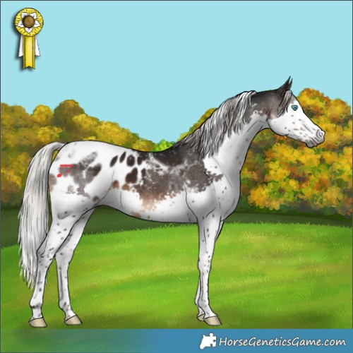 Horse Color:Gray Silver Brown Splash Tobiano Appaloosa 
