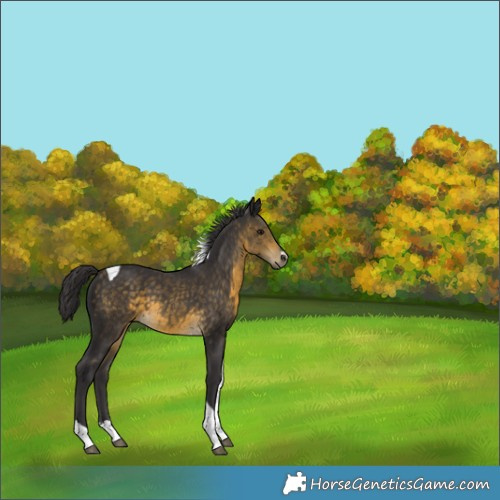 Horse Color:Buckskin Tobiano 