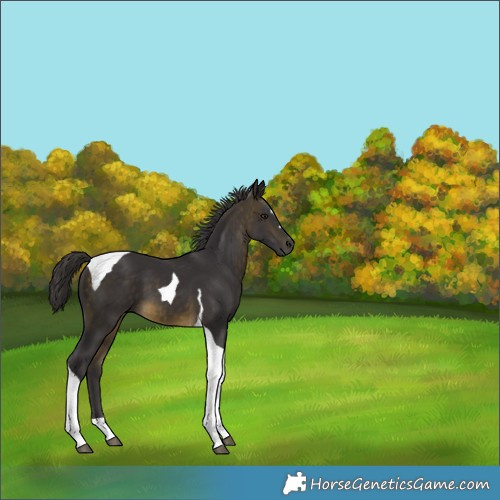 Horse Color:Buckskin Tobiano 
