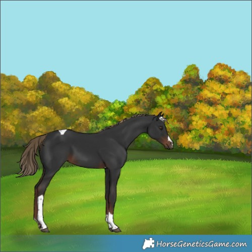 Horse Color:Liver Chestnut Tobiano 