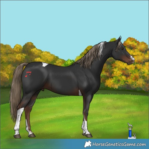 Horse Color:Liver Chestnut Tobiano