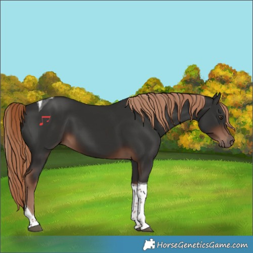 Horse Color:Liver Chestnut Tobiano 