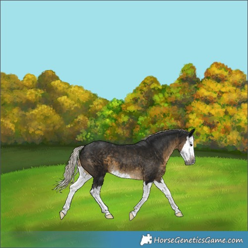 Horse Color:Gray Silver Smoky Black Splash 