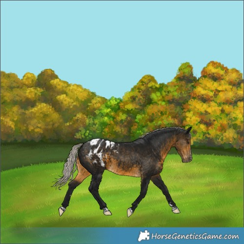 Horse Color:Gray Silver Buckskin Appaloosa 