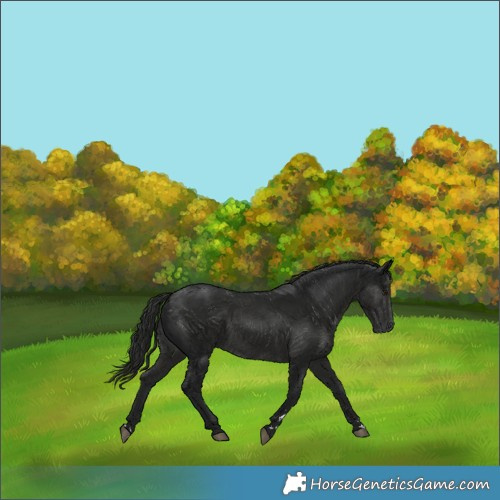 Horse Color:Gray Smoky Black 
