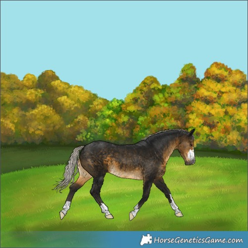 Horse Color:Gray Silver Buckskin 