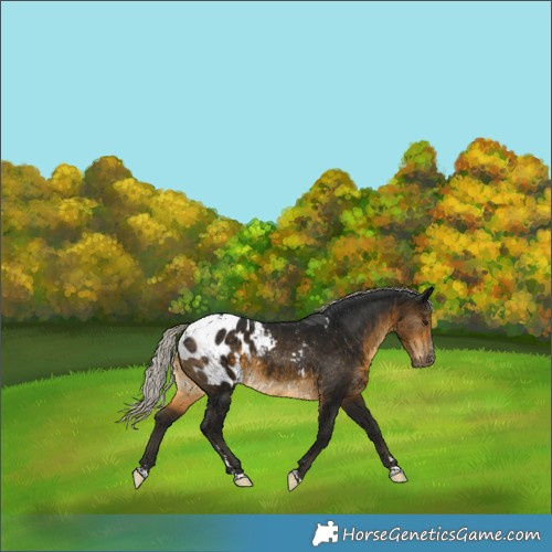 Horse Color:Gray Silver Buckskin Appaloosa 