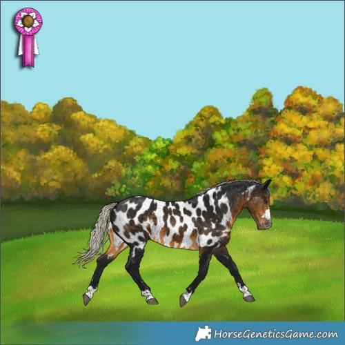 Horse Color:Gray Silver Buckskin Appaloosa
