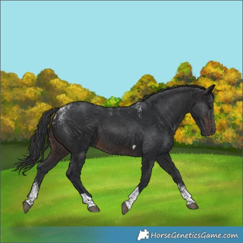 Horse Color:Powder White Brown Tobiano 