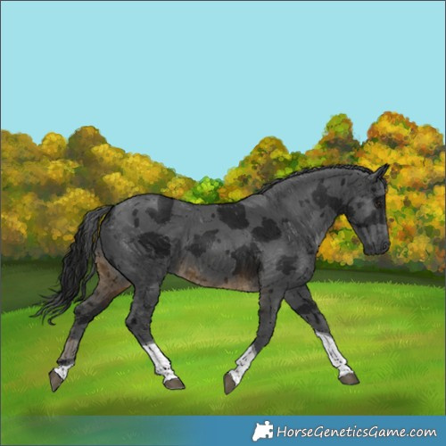Horse Color:Gray Buckskin Merle Tobiano 