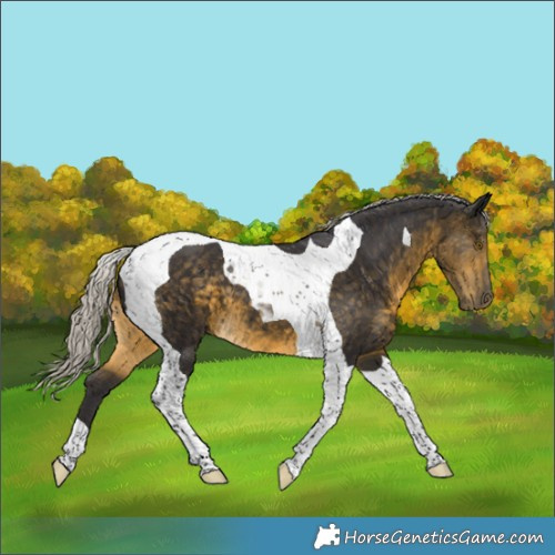 Horse Color:Silver Buckskin Tobiano
