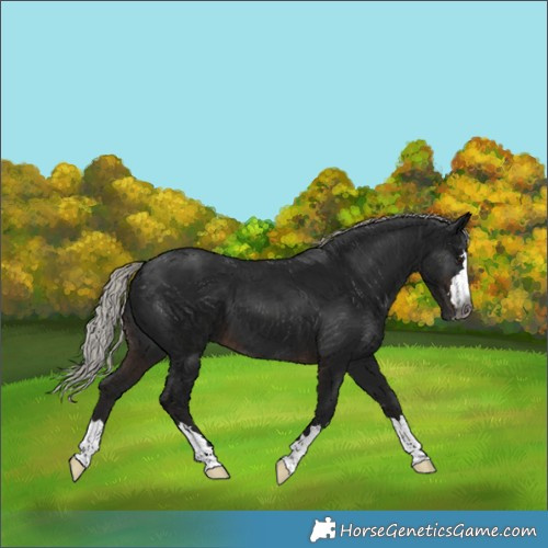 Horse Color:Gray Silver Brown 