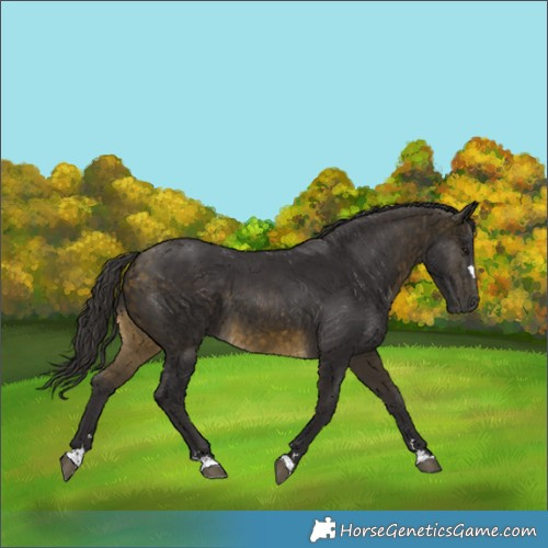 Horse Color:Buckskin 