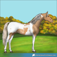 Horse Color:Palomino Tobiano Snowcap