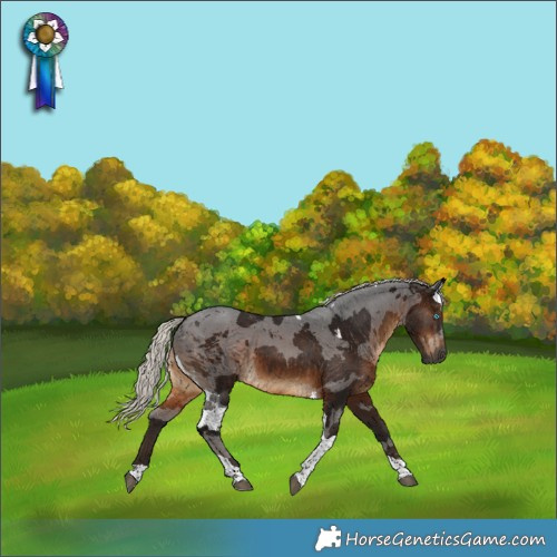 Horse Color:Gray Silver Brown Merle Tobiano