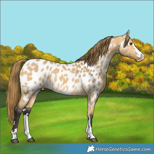 Horse Color:Buckskin Dun Appaloosa 