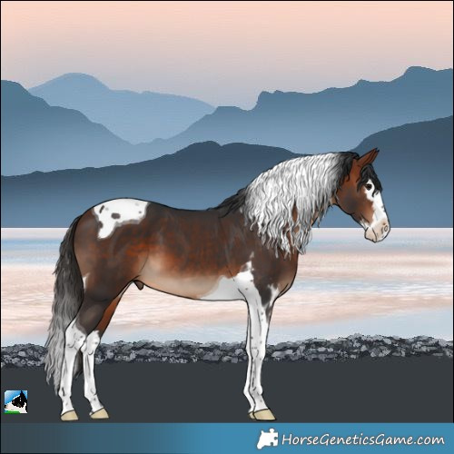 Horse Color:Bay Splash Tobiano 