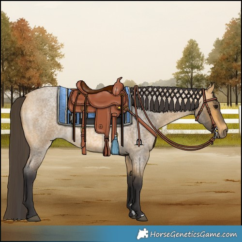 Horse Color:Buckskin Roan 