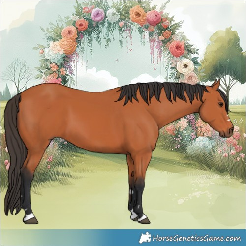 Horse Color:Bay 
