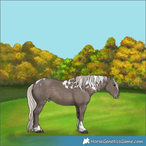 Horse Color:Silver Black Tobiano Skewed Appaloosa 