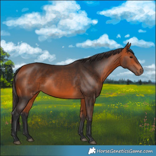 Horse Color:Bay 