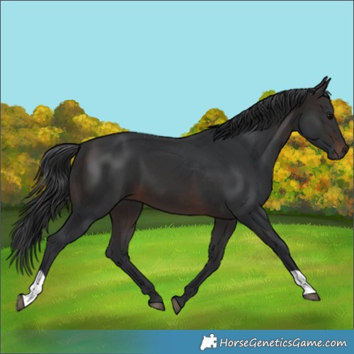 Horse Color:Brown 