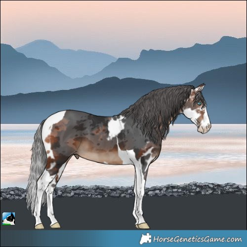 Horse Color:Bay Merle Splash Tobiano Skewed Appaloosa